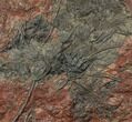 Silurian Fossil Crinoid (Scyphocrinites) Plate - Morocco #134260-1